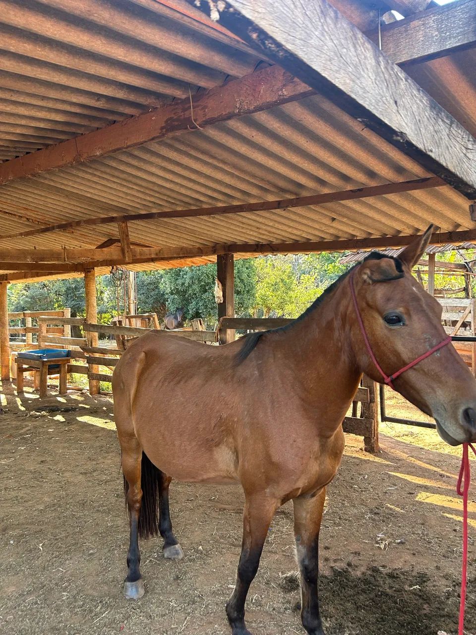 2 cavalos por 1500 $ - Foto 4