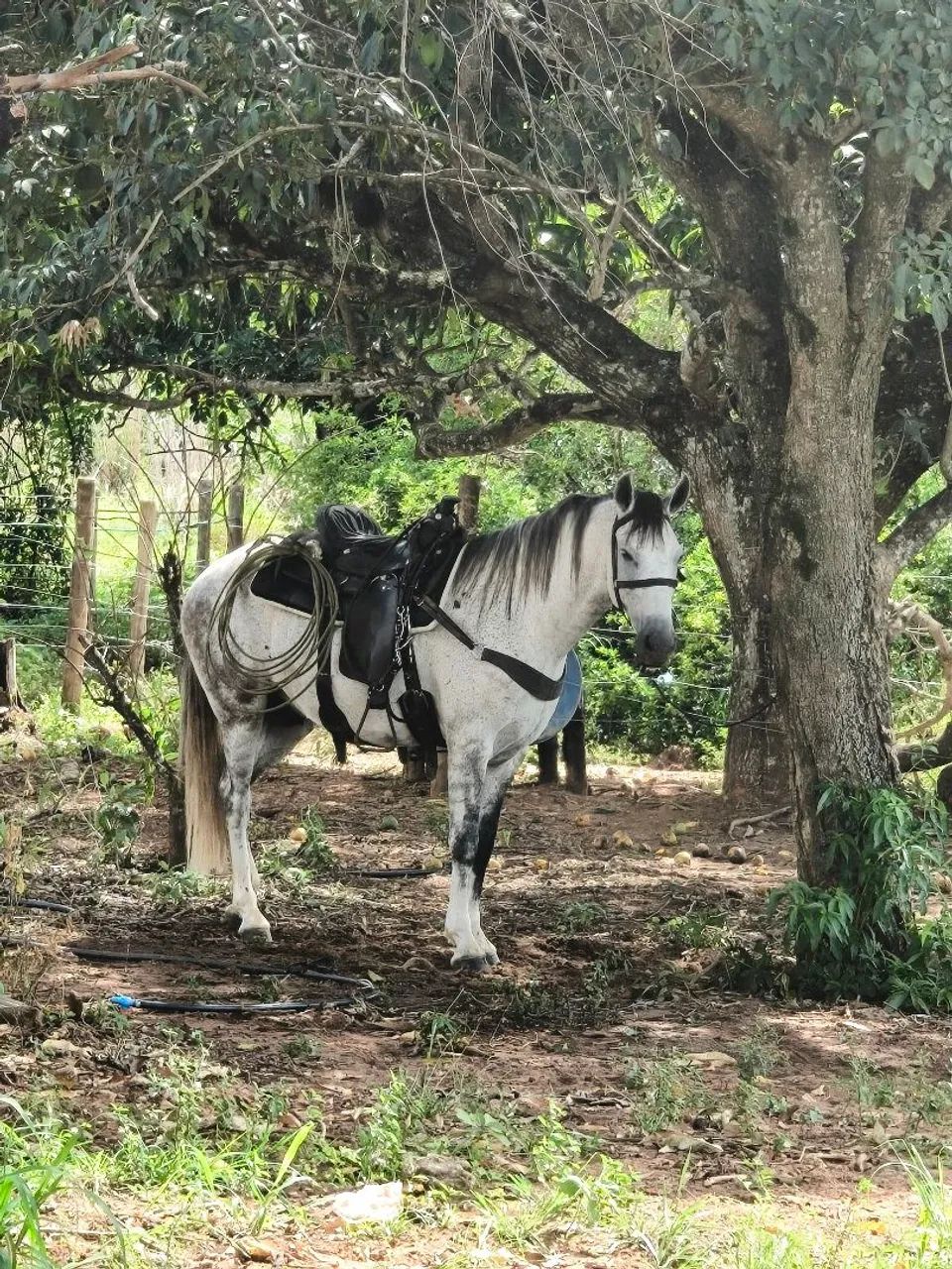 Manga larga marchador castrado 6 anos registrado.
