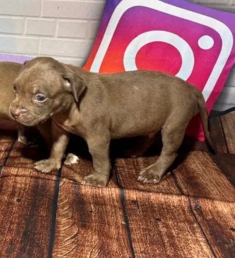 Filhotes de Pit Monster - Foto 4