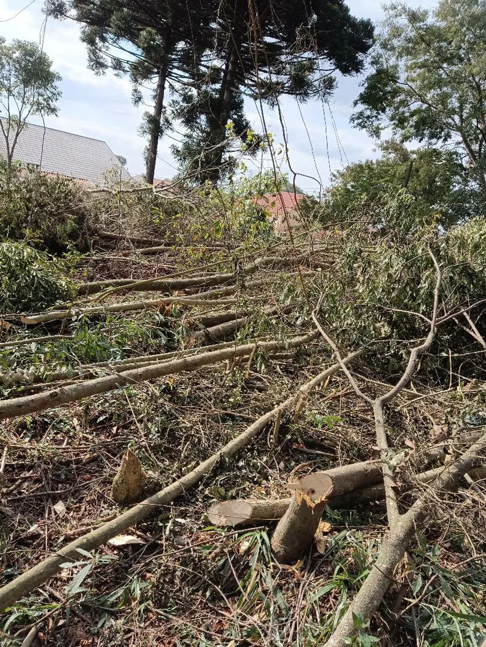 Corte de árvores e outros trabalhos  - Foto 2