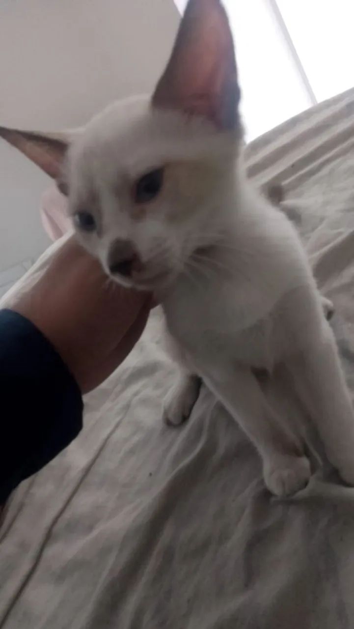 Gato para adoção - Foto 2