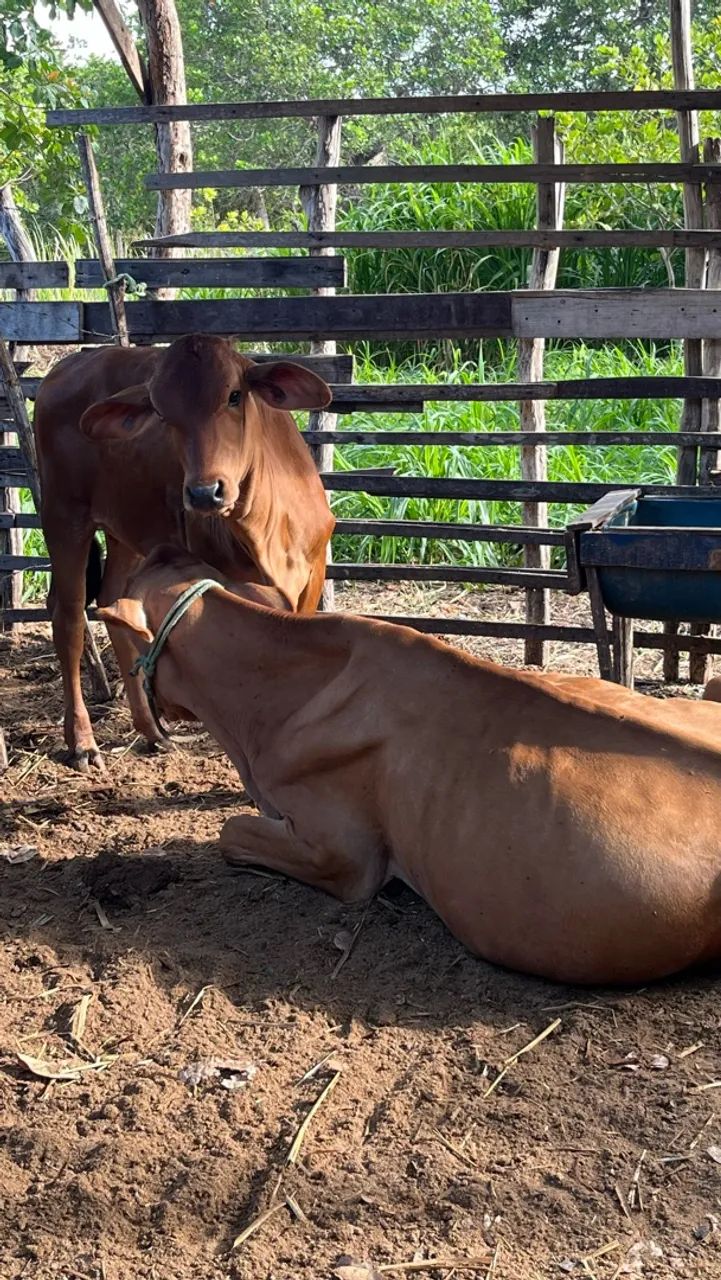 VACA PARIDA  - Foto 2