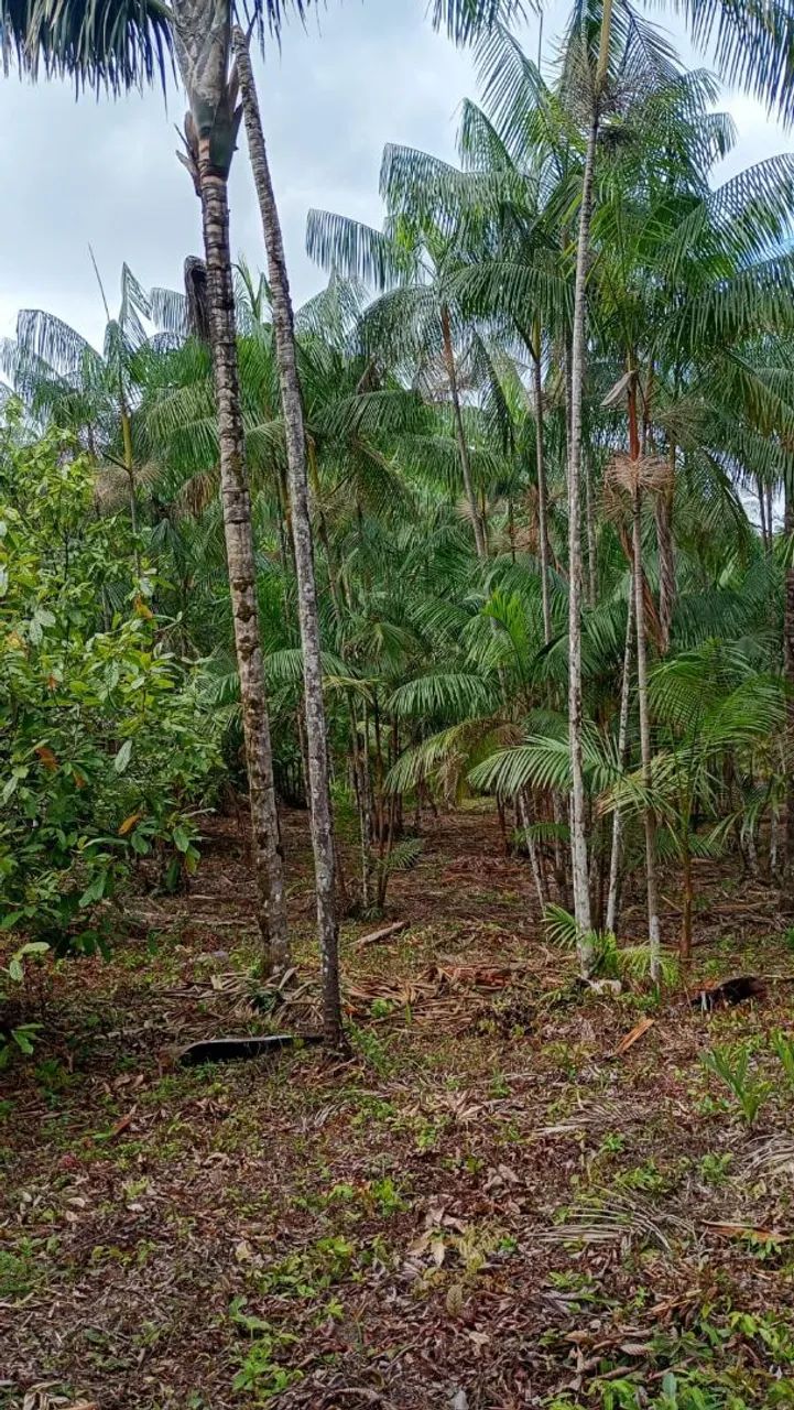 Vende-se  sítio  no Acará medindo 114 de frente por 208 de fundo, ja  com  uma produção  d - Foto 5