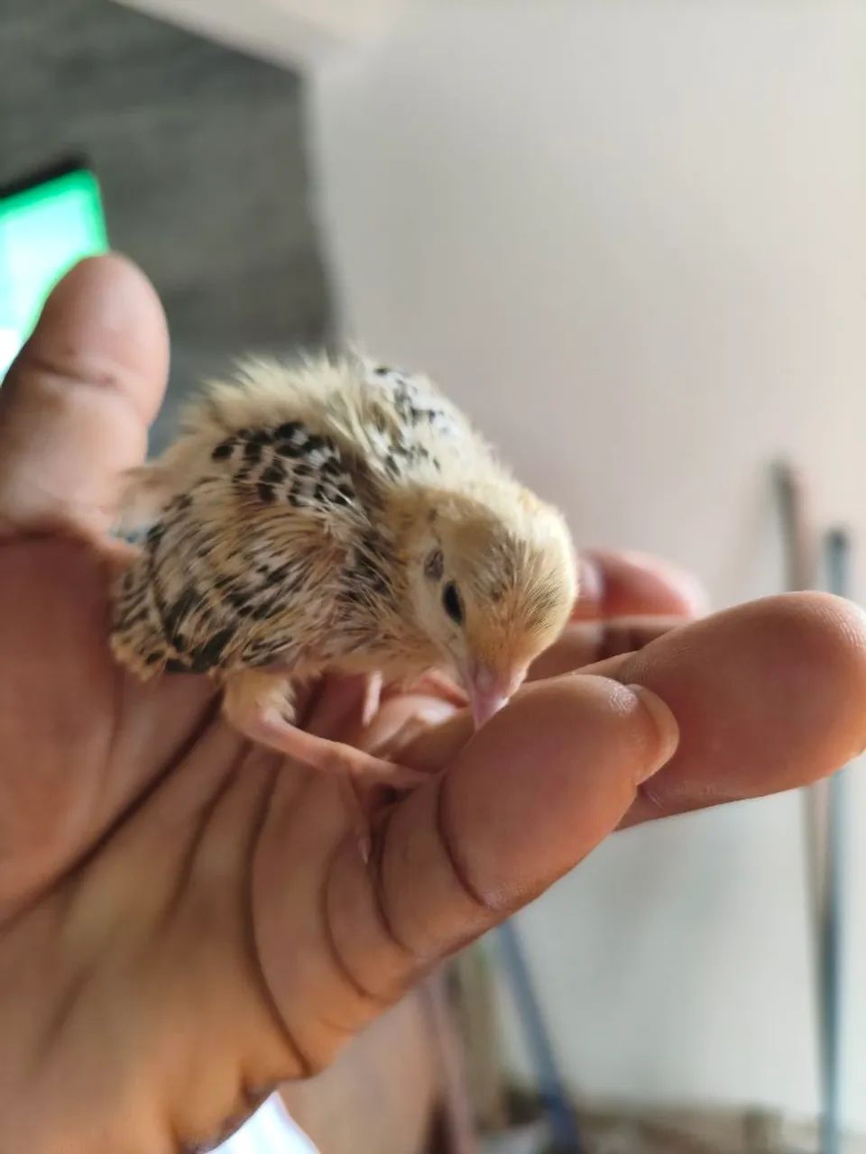 Pintinhos codorna  - Foto 4