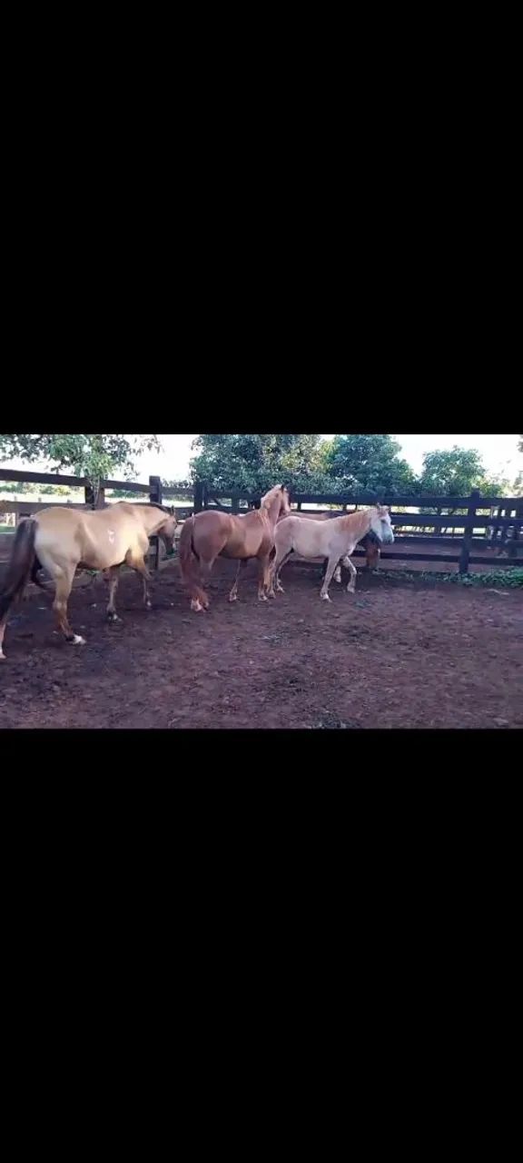 Cavalos de serviço (lida gado) - Foto 4