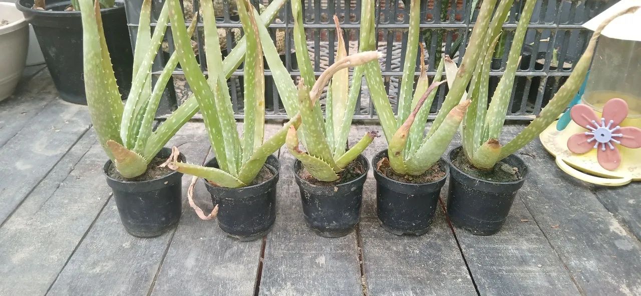 Mudas de aloe vera (babosa)