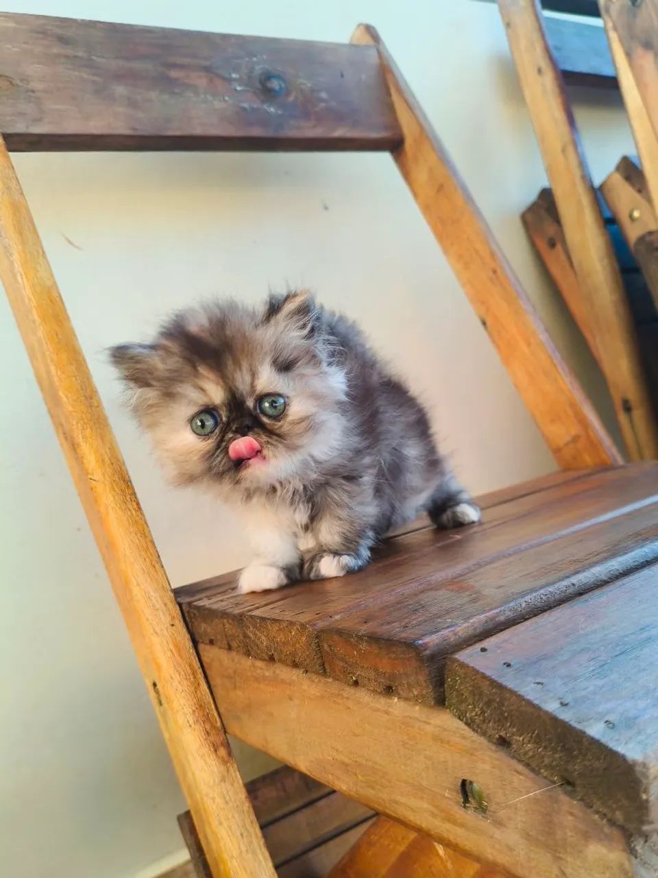 PERSA TopShow - FÊMEA Cor Black Tortie