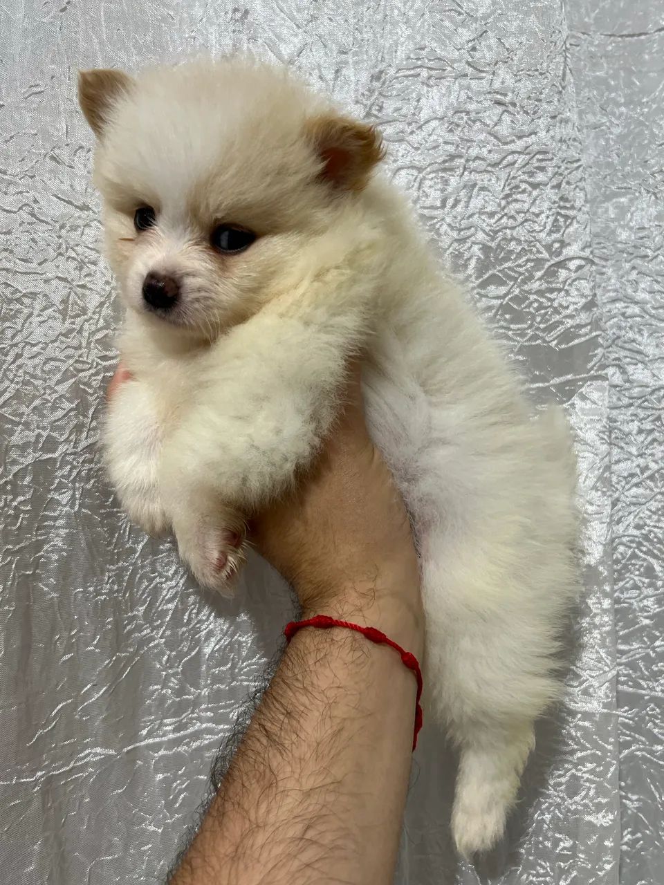 Spitz Alemão  - Foto 4