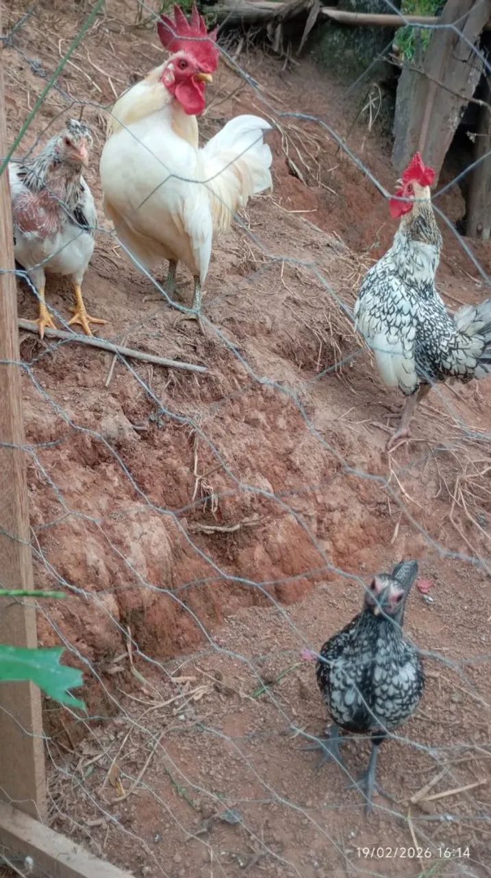 Garnisés - Galos, galinhas e pintinhos.