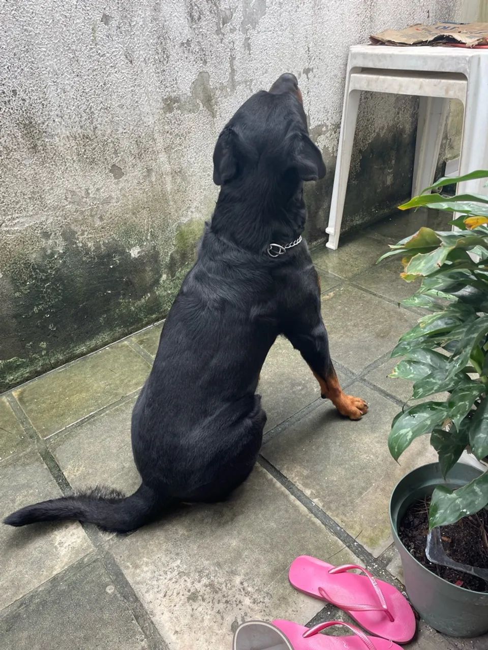 Rottweiler  - Foto 4