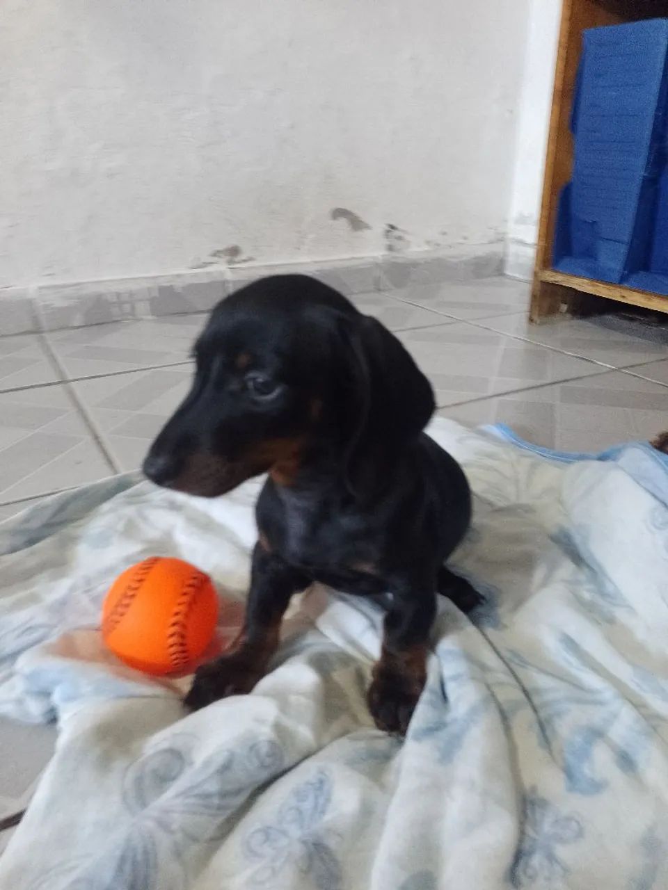 Cachorra Salsicha.  - Foto 4
