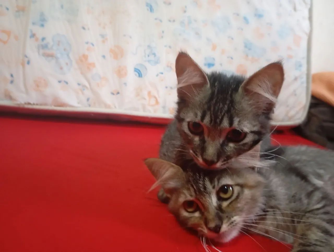 Doação dessas gatinhas mansa 3 meses  - Foto 6