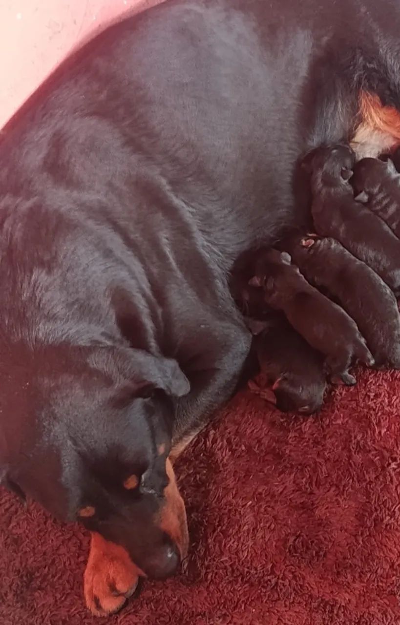 Filhote de rottweiler  - Foto 3