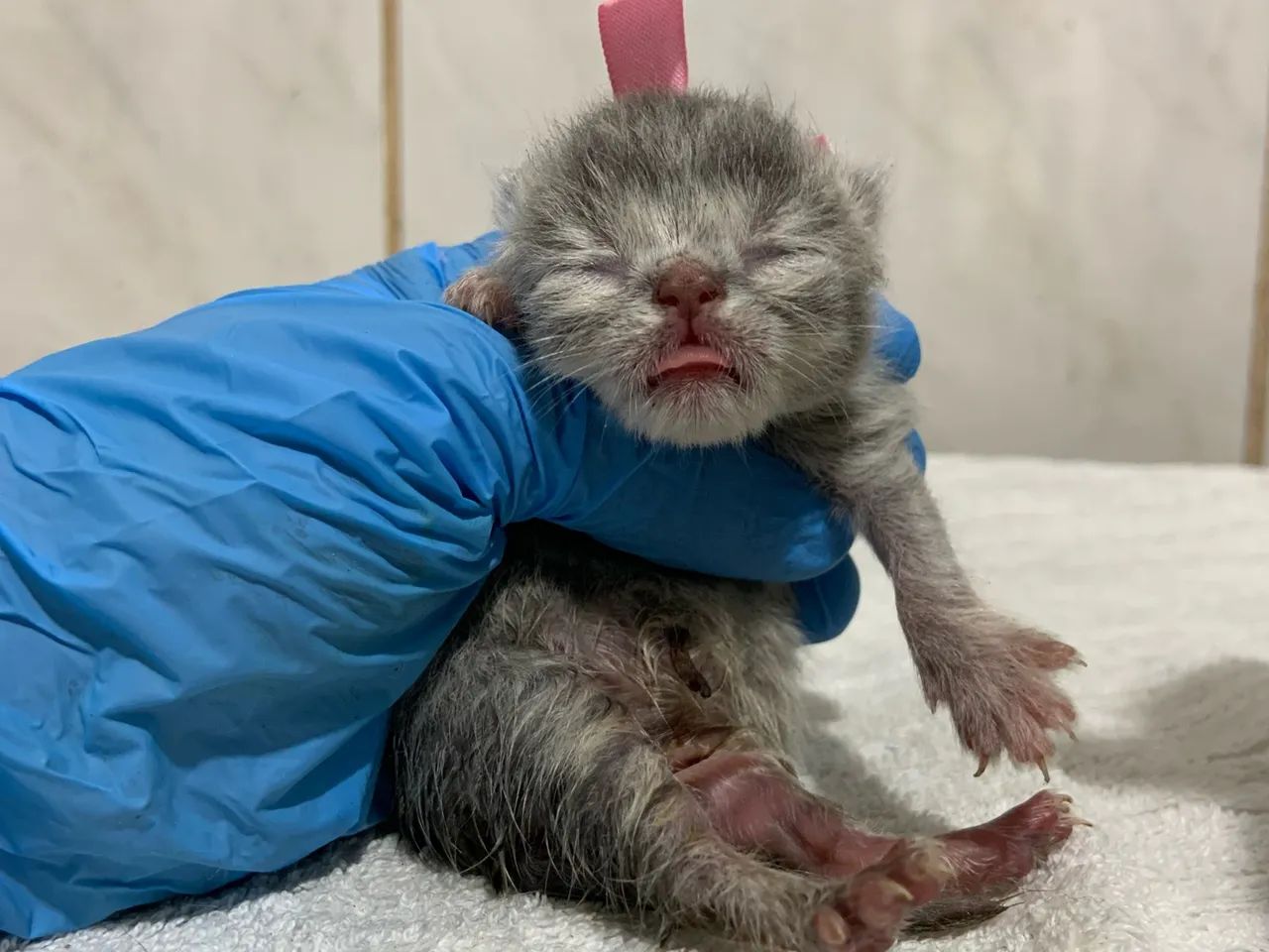 Gato Persa  - Foto 2