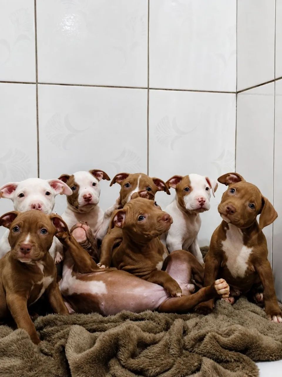 Filhotes Pitbull 