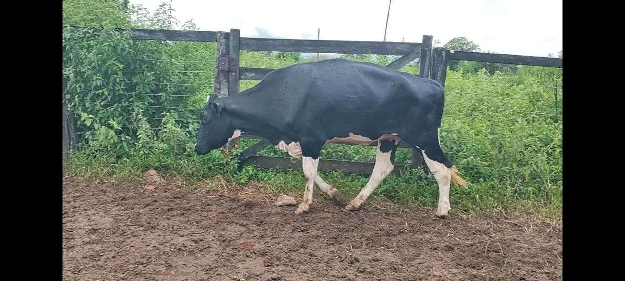 Novilha Cruzada (Pirenópolis) - Foto 3
