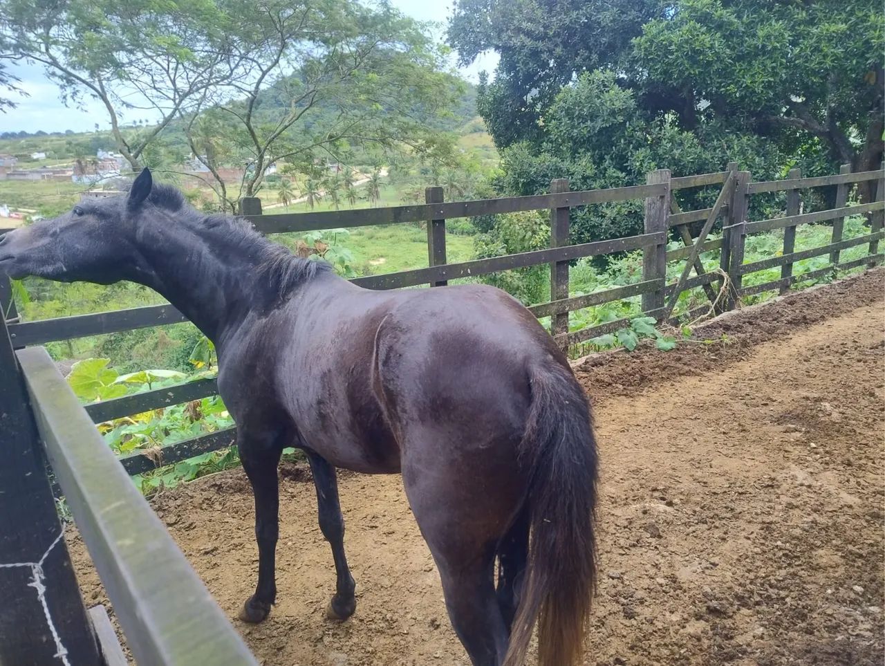 Piquira inteiro  - Foto 3