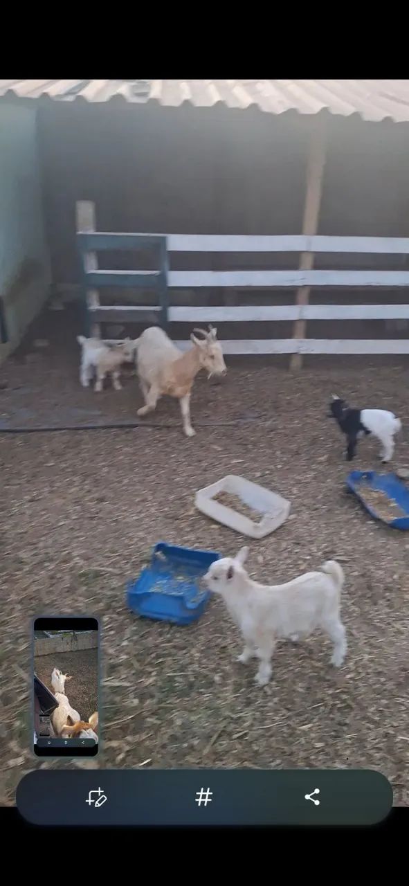 Mini cabras  - Foto 2