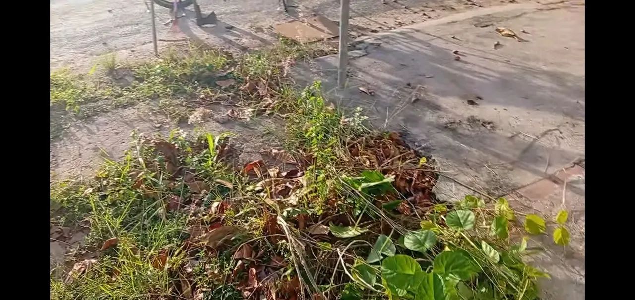 Limpeza de terreno e jardinagem em geral  - Foto 2