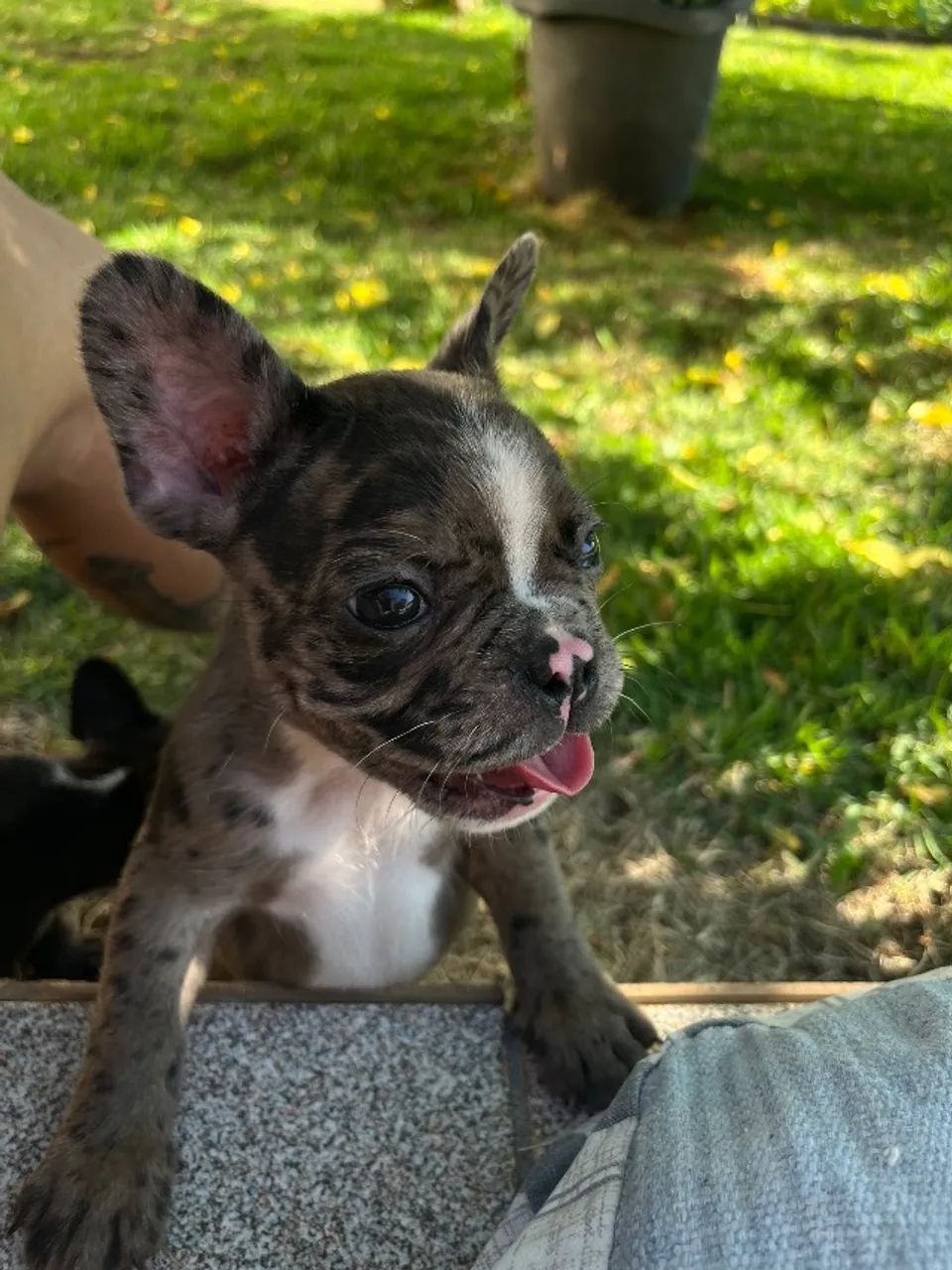 Filhotes Bulldog Francês machos  - Foto 5