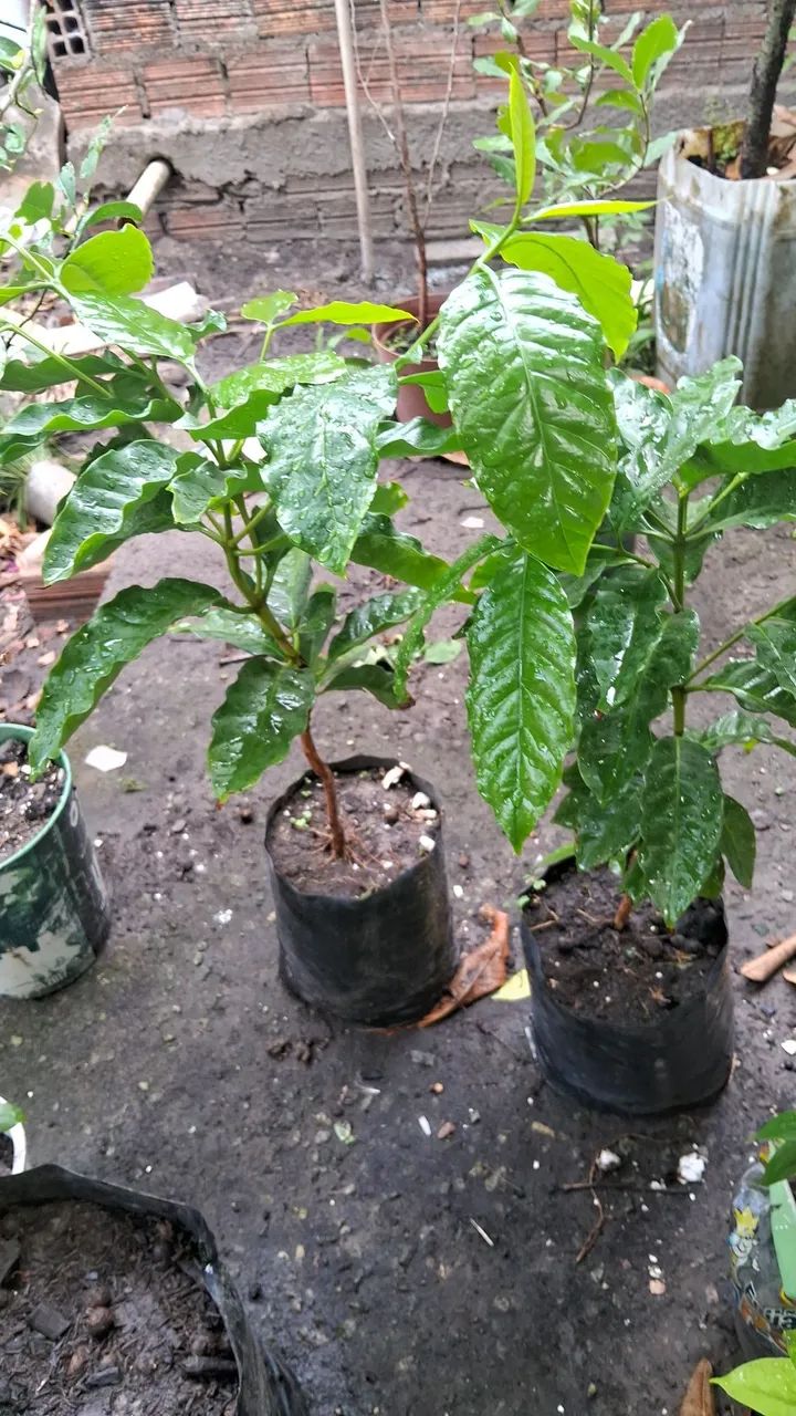 Frutíferas  - Foto 5