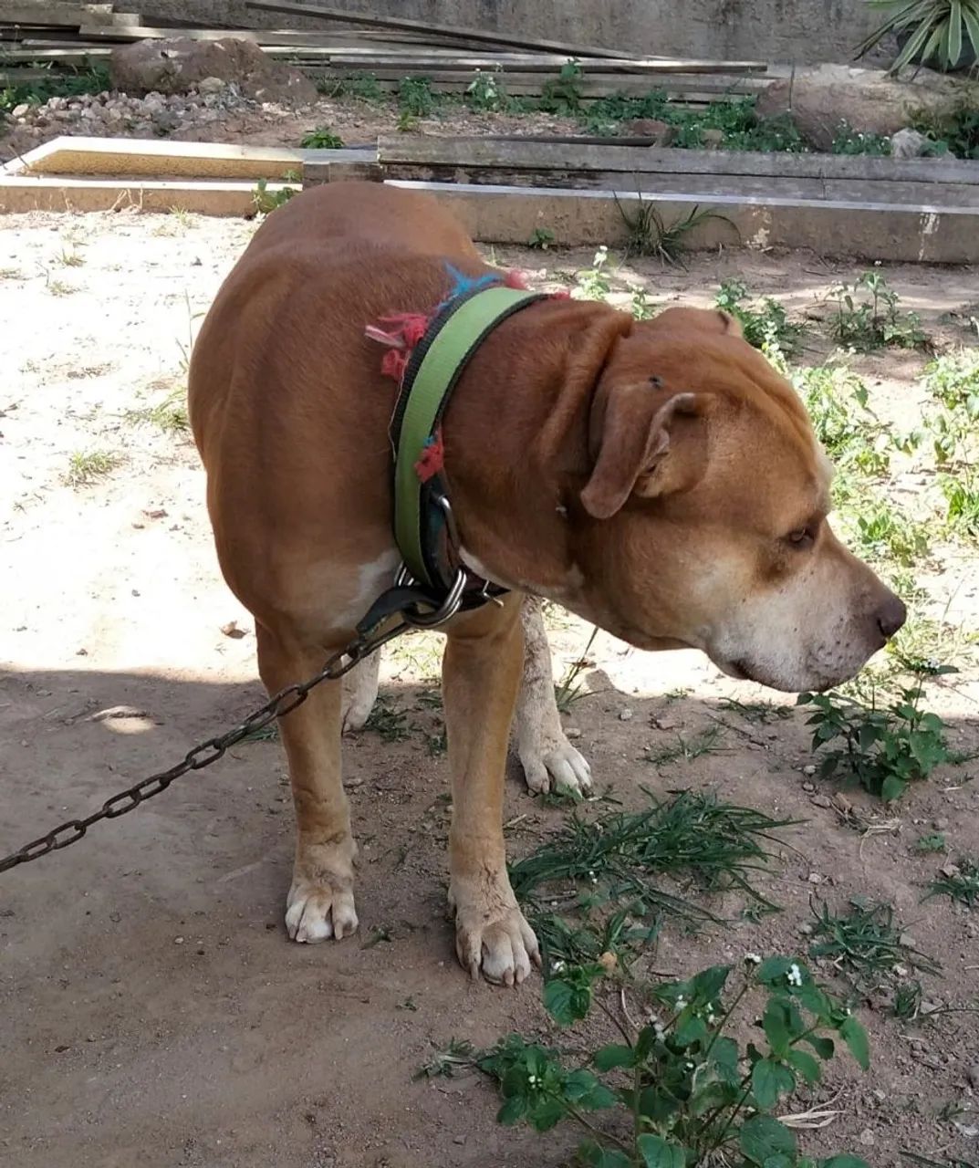Pit Bull Red Nose  - Foto 3