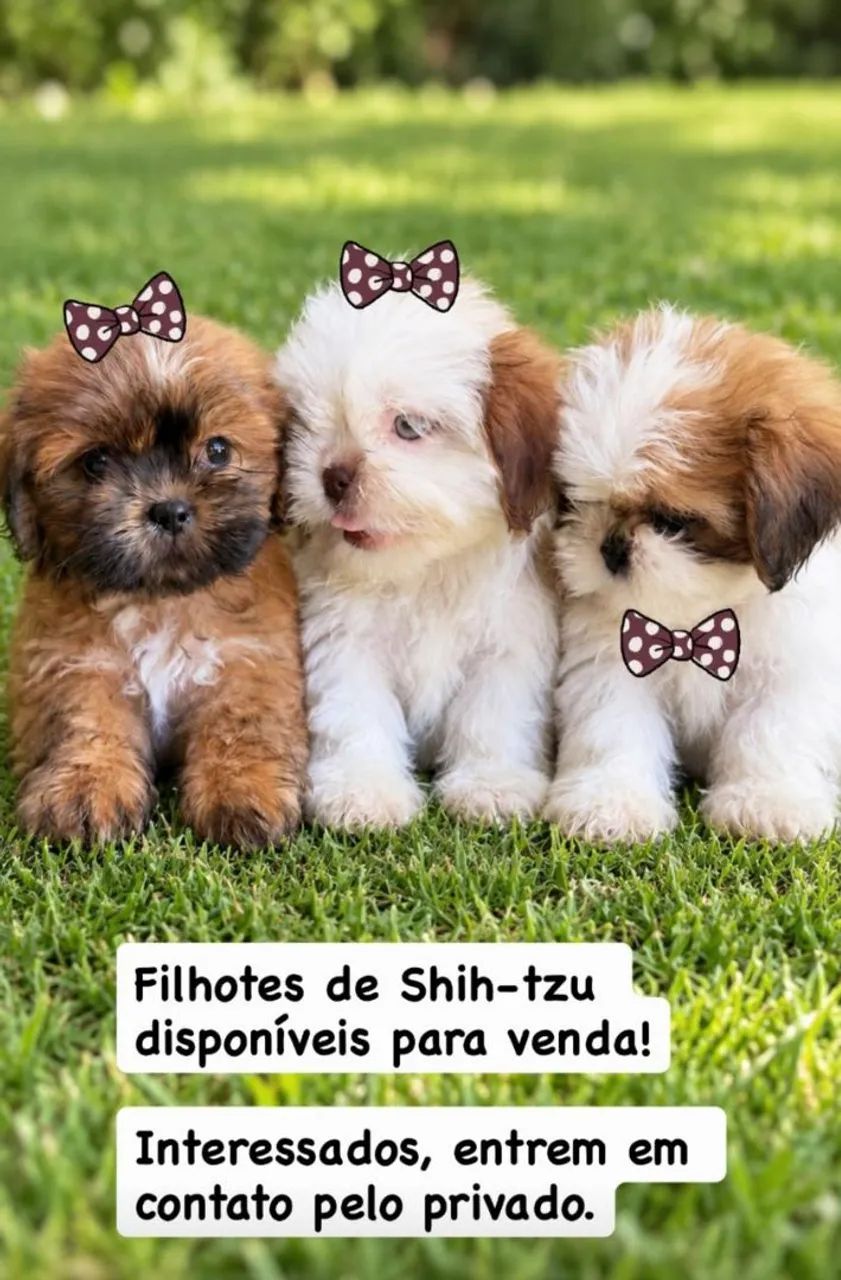 Cachorros da Raça Shi-tzu 
