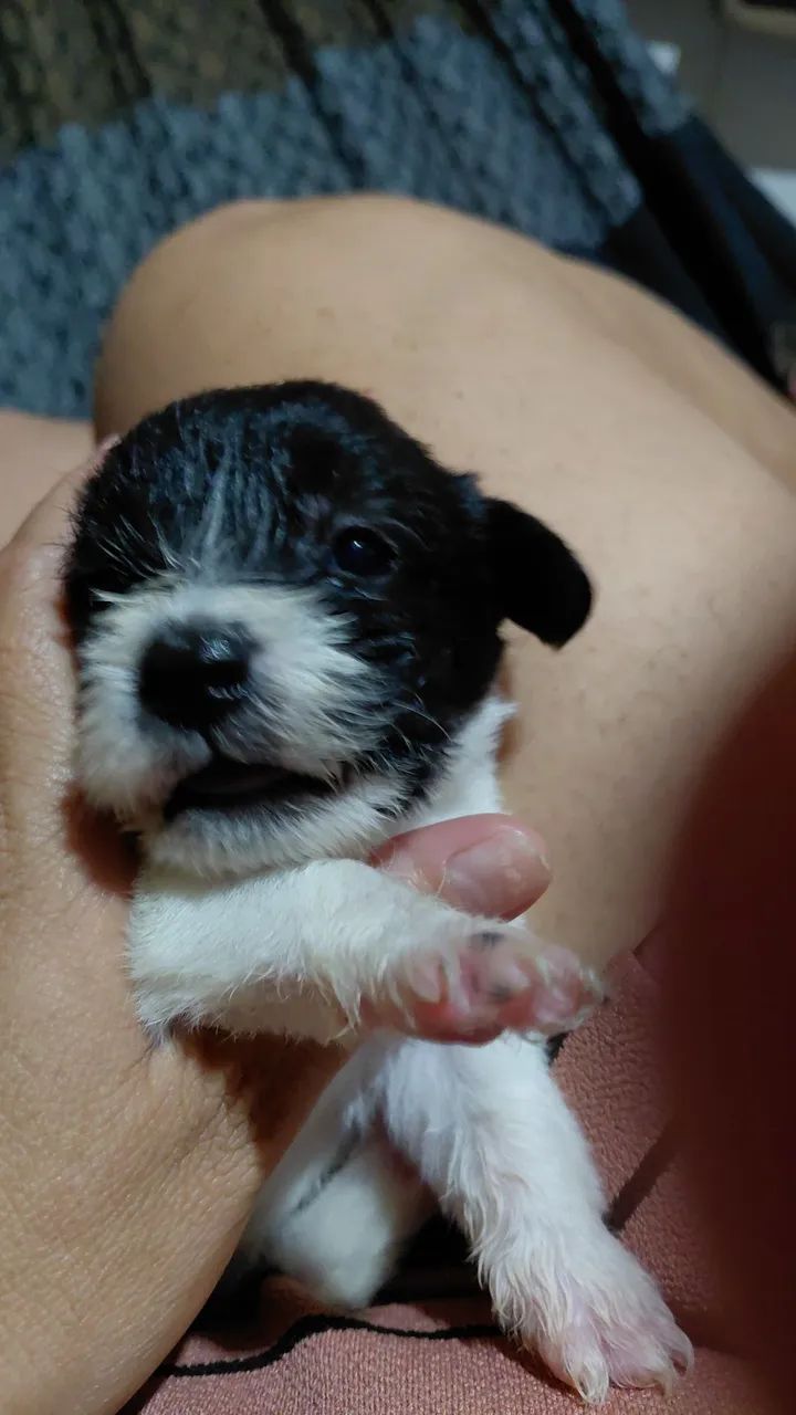 Cão filhote  - Foto 2