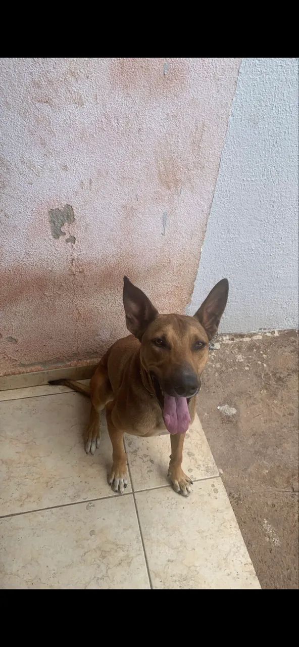 ? CACHORRO PARA ADOÇÃO 