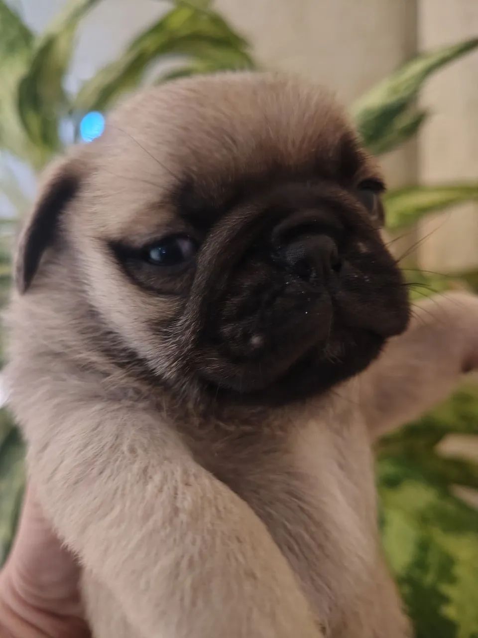 Pug macho abricot  - Foto 3