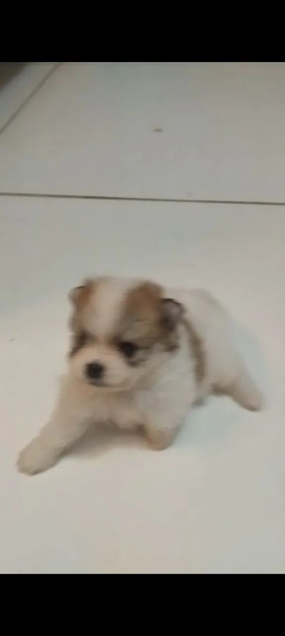 Cachorrinho filhote Spitz 