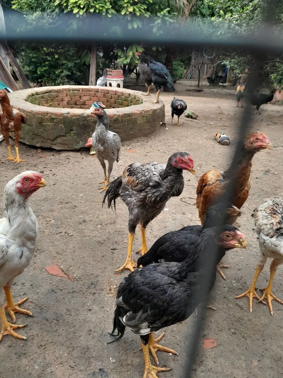 Galinhas - Foto 3