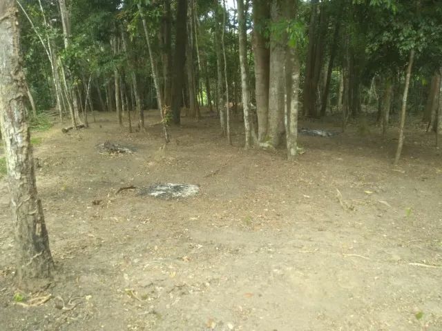 Terreno com Igarapé  - Foto 2