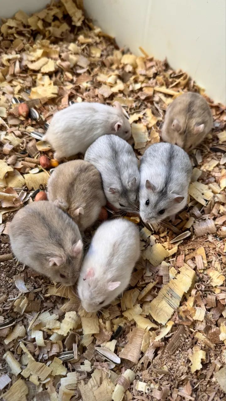 Hamster Russo  - Foto 2