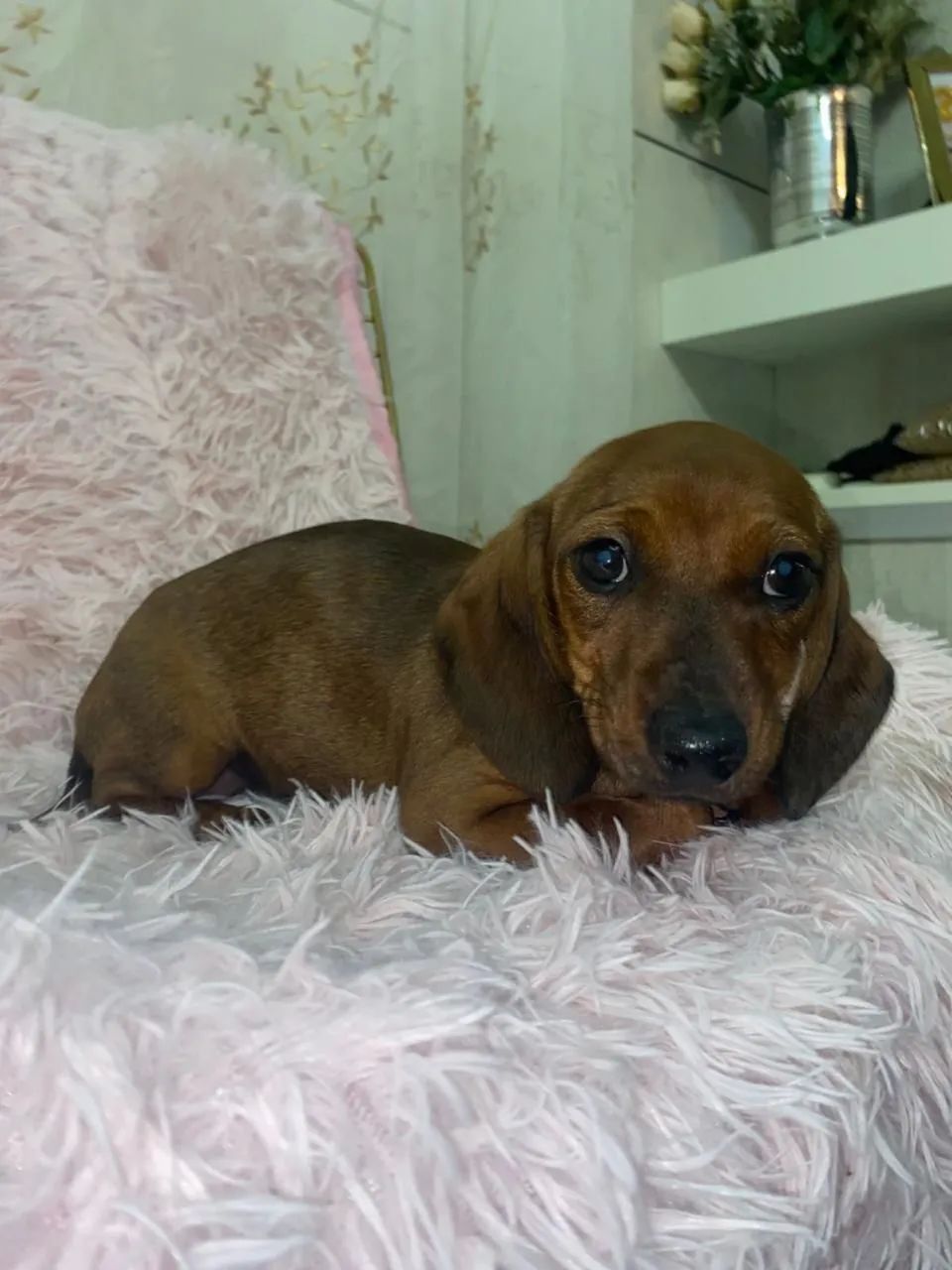 Promoção tenho dois machinhos ainda de salsicha mini