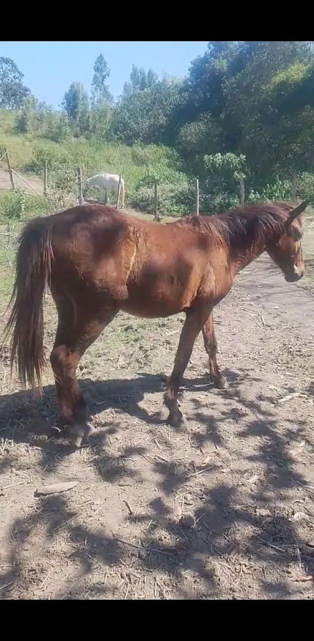 Vendo potro macho 