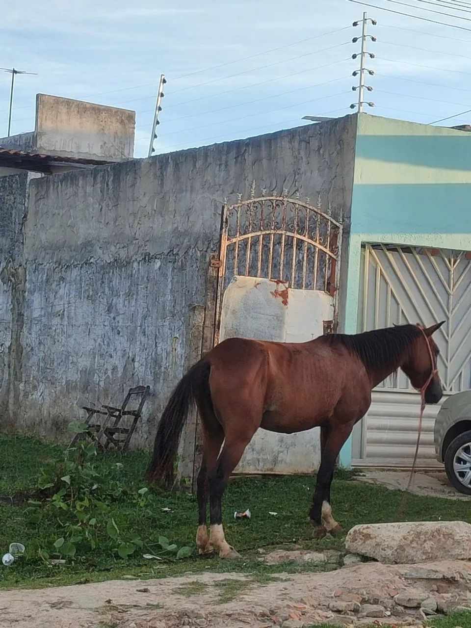 Besta mística  - Foto 4