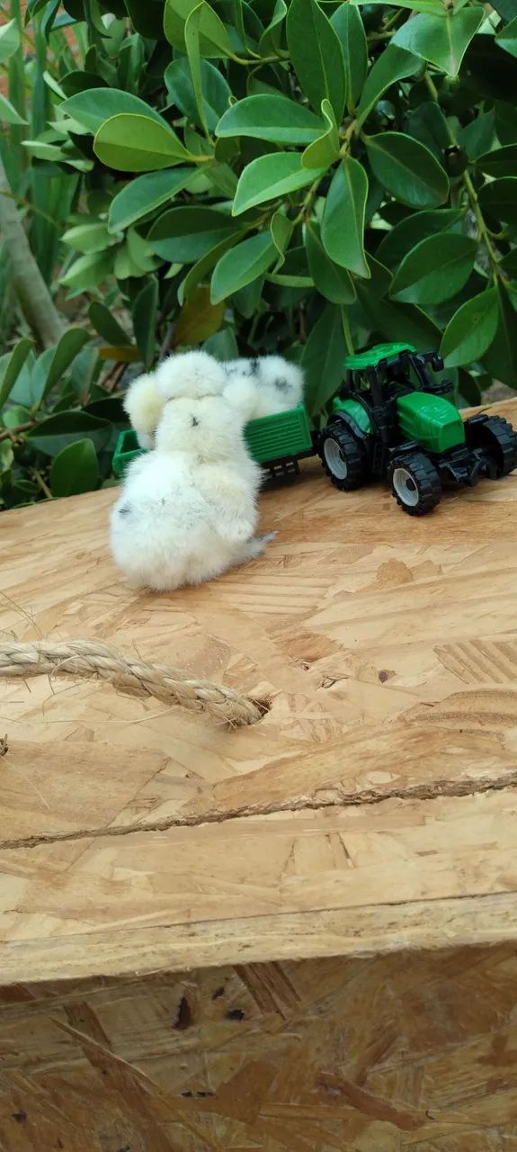 Sedosa do Japão silkie  - Foto 3