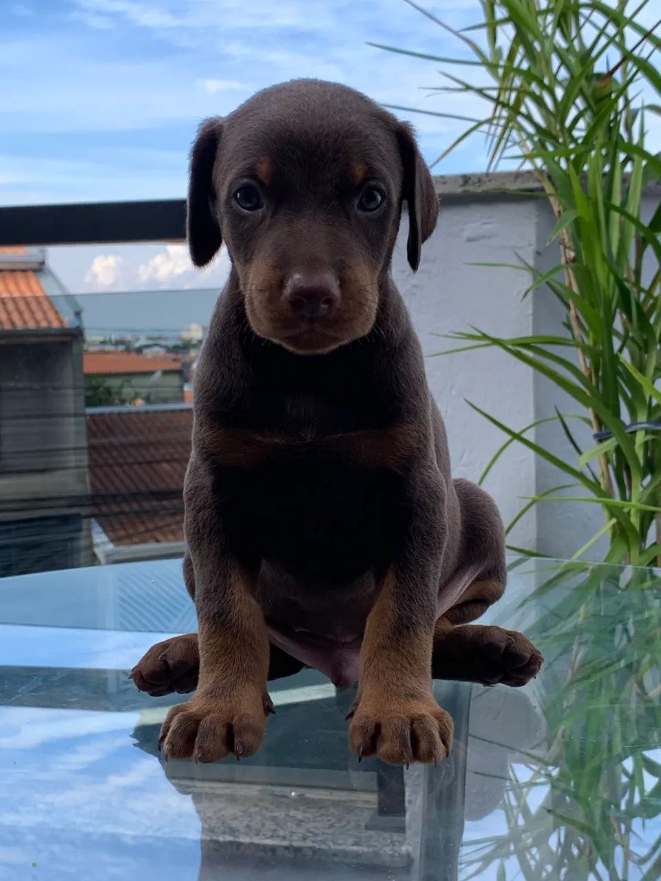 Filhote de Doberman  - Foto 4