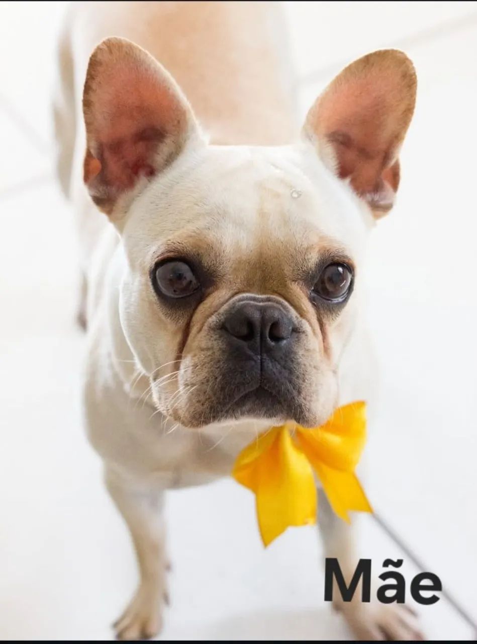 Bulldog Francês  - Foto 3