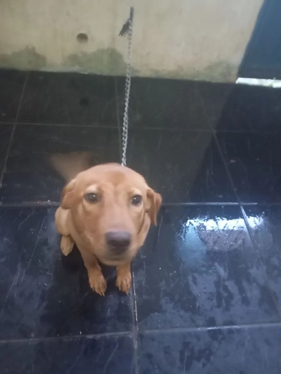 Cachorra 