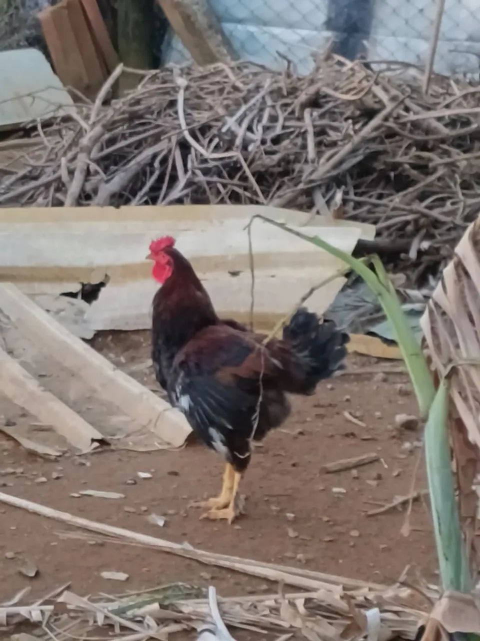 Garnisé, frango e galo - Foto 5