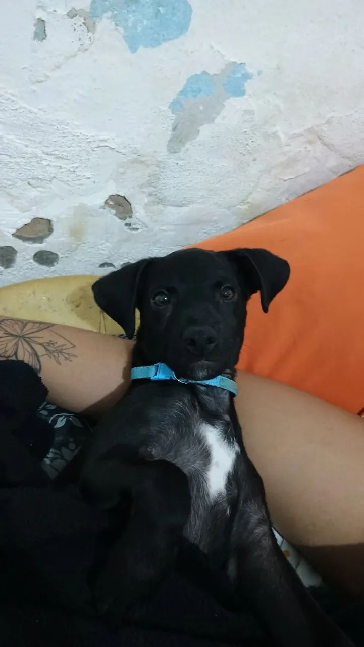 adoção  - Foto 4