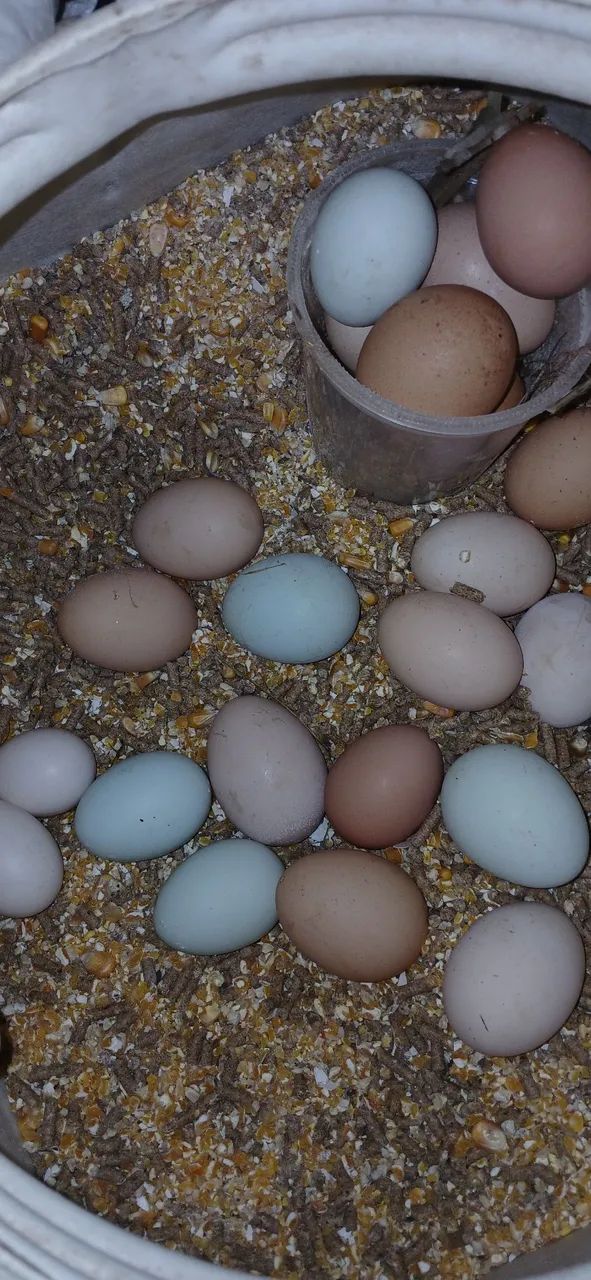 Ovos férteis  - Foto 2