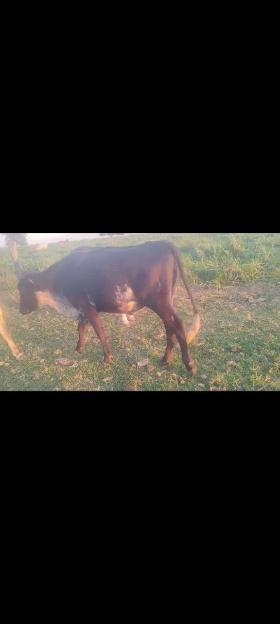 Vacas