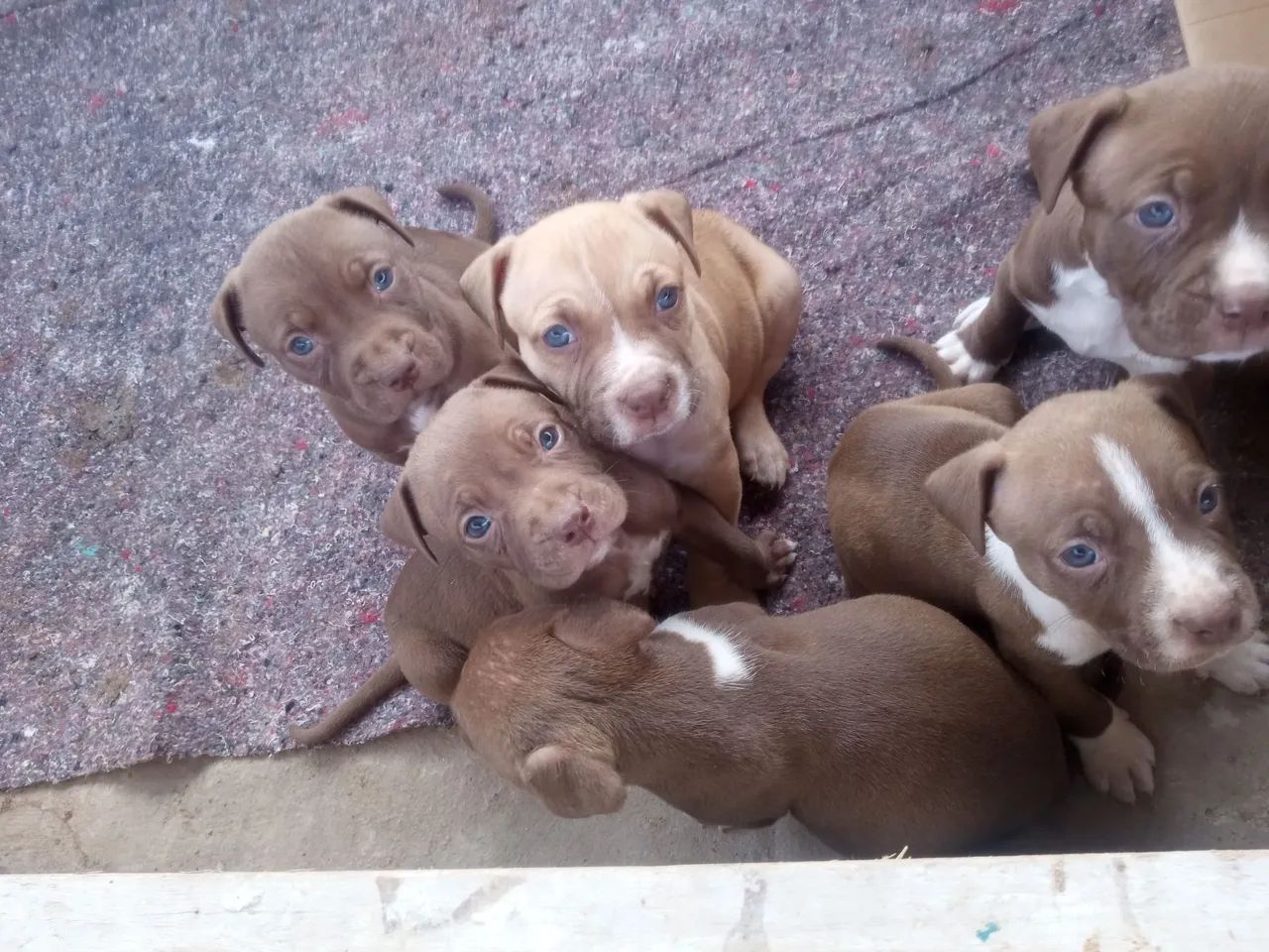 Pit Bull  - Foto 2