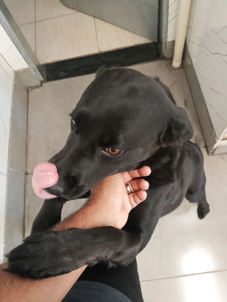 Doação de cadela   - Foto 2