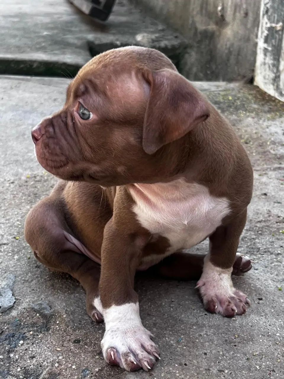 Pit bull - Foto 2