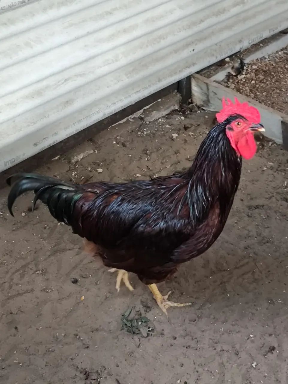 Frango Rod sland red  - Foto 2