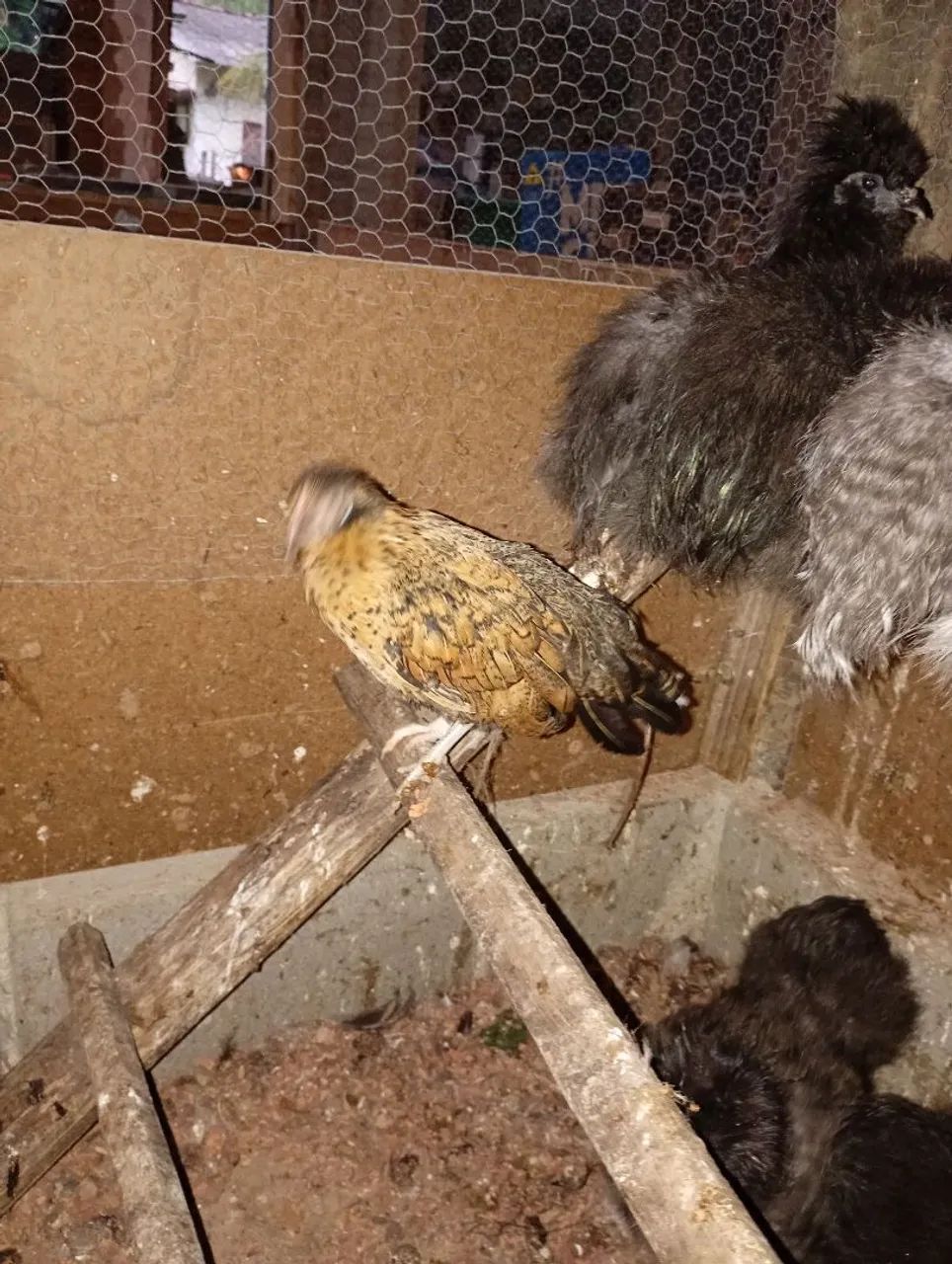 Galinha garnizé  - Foto 3